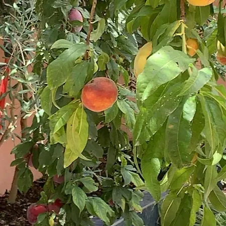 דירה Terracotta House